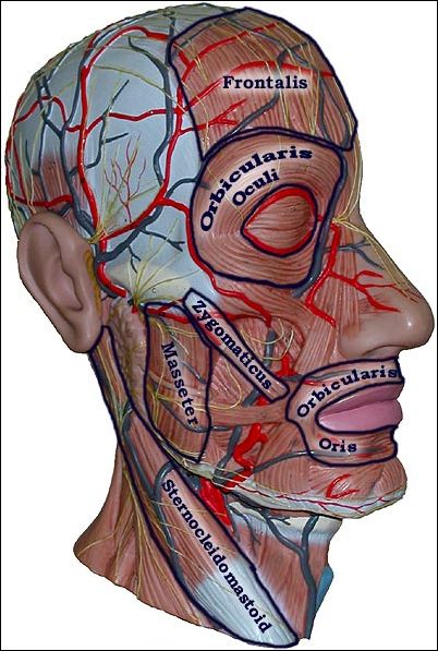 FaceMuscles-names