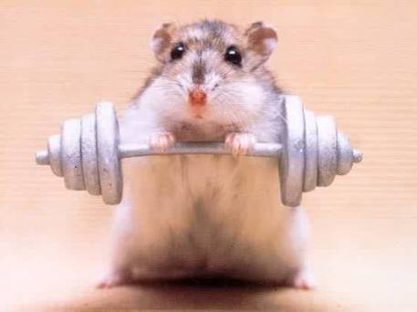 Body Building Mouse