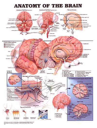 BRAIN ANATOMY