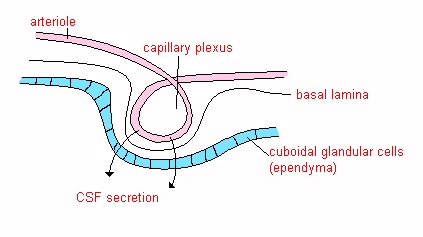 Generalised structure of choroid plexus tissue