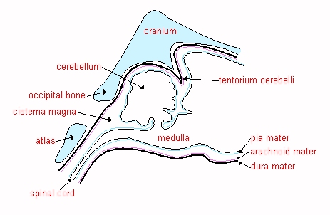 The anatomy of the region of the cisterna magna