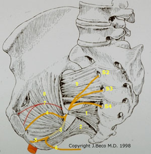 The pudendal nerve anatomy