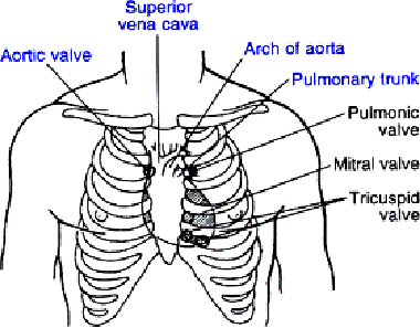 ANATOMY REVIEW